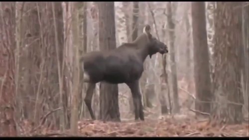 Hunting animals and hunting in Belarus. Охота в Беларуси