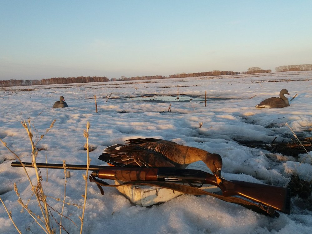 Stoeger 2000