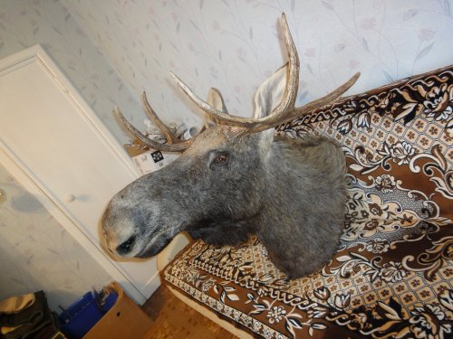 Лось