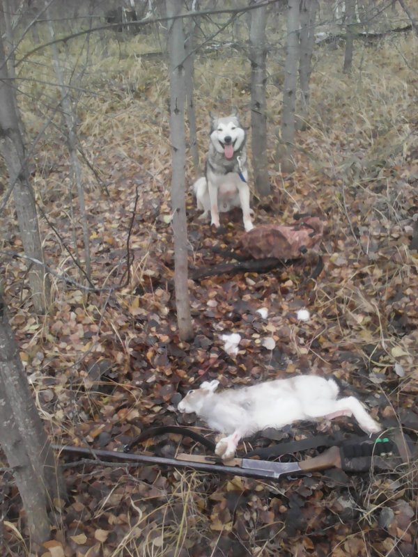 поймал.)