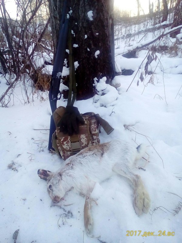 Русачек