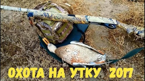 Охота на утку 2017