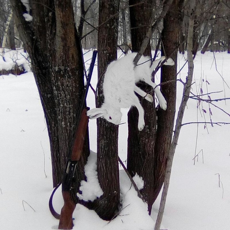 зайка