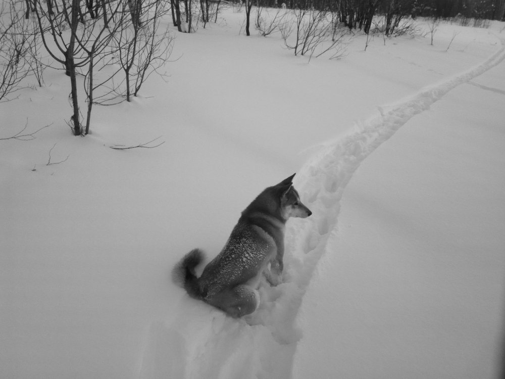 Хорош
