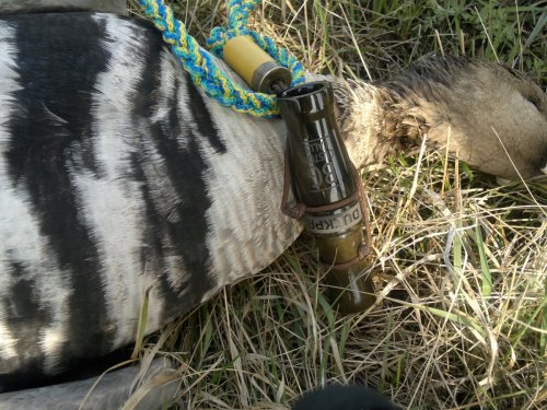 трудовой белолобик