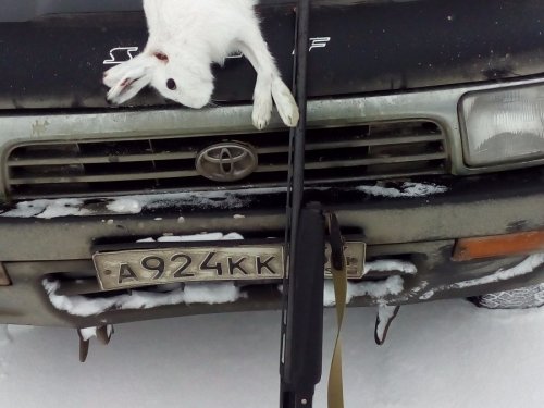 Зайка