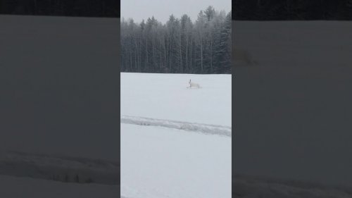 В загоне на лося