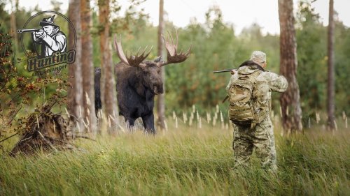 Охота на сохатого – красивые, уникальные кадры или жестокое убийство…