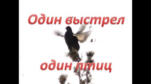 Охота двух тетеревятников.