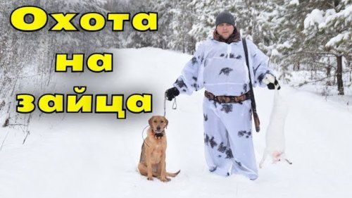 Охота на зайца с русской гончей. Пуленепробиваемый заяц и заяц призрак