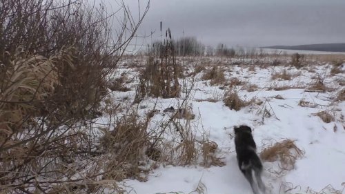 Охота с Дратхааром на куропатку.