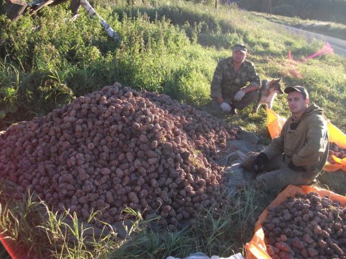 Не легкая работа,шишка.