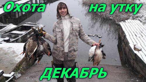 Охота на утку зимой. Селезень в декабре