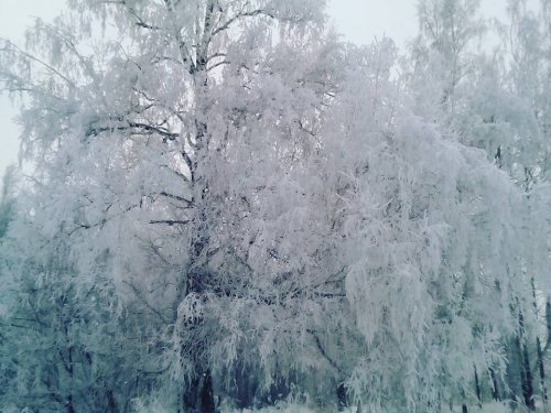 утренний лес.