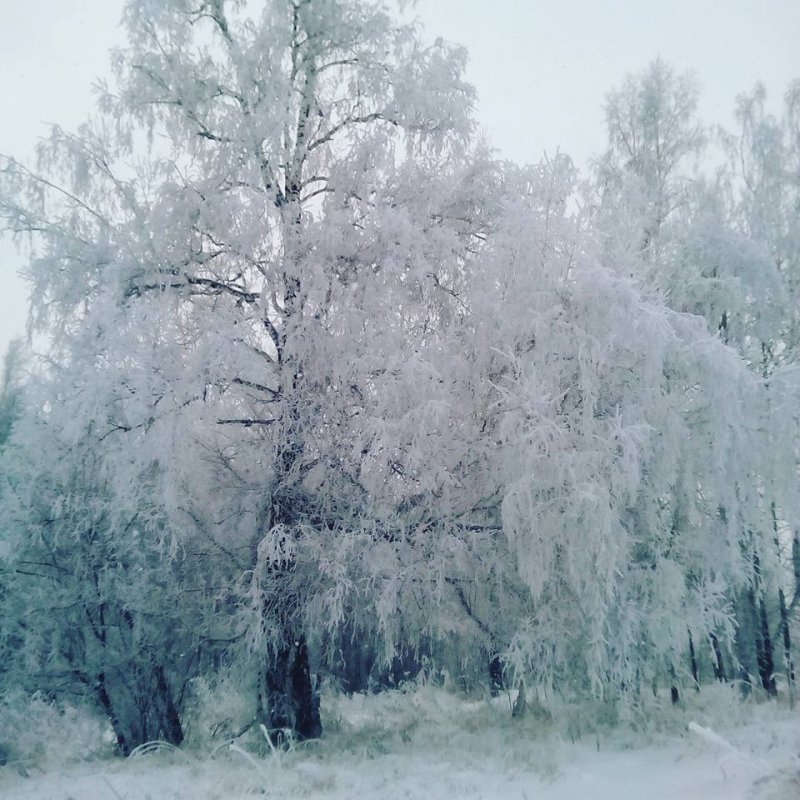 утренний лес.