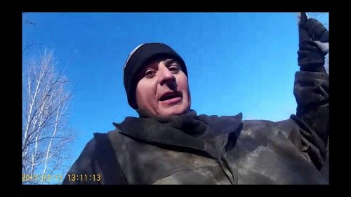 Охота на зайца беляка с гончей и лайками