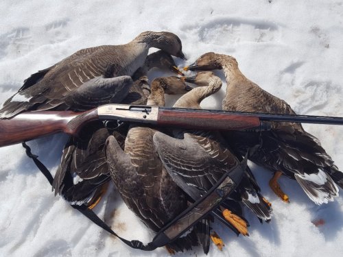 Beretta  решает