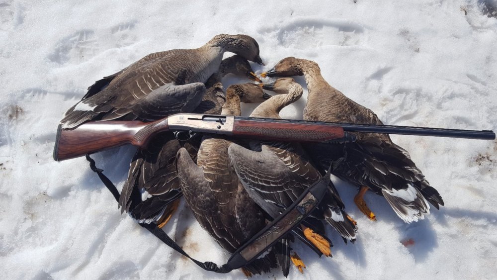 Beretta  решает