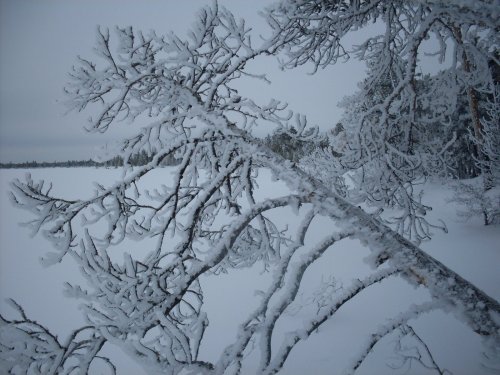 лесной орнамент