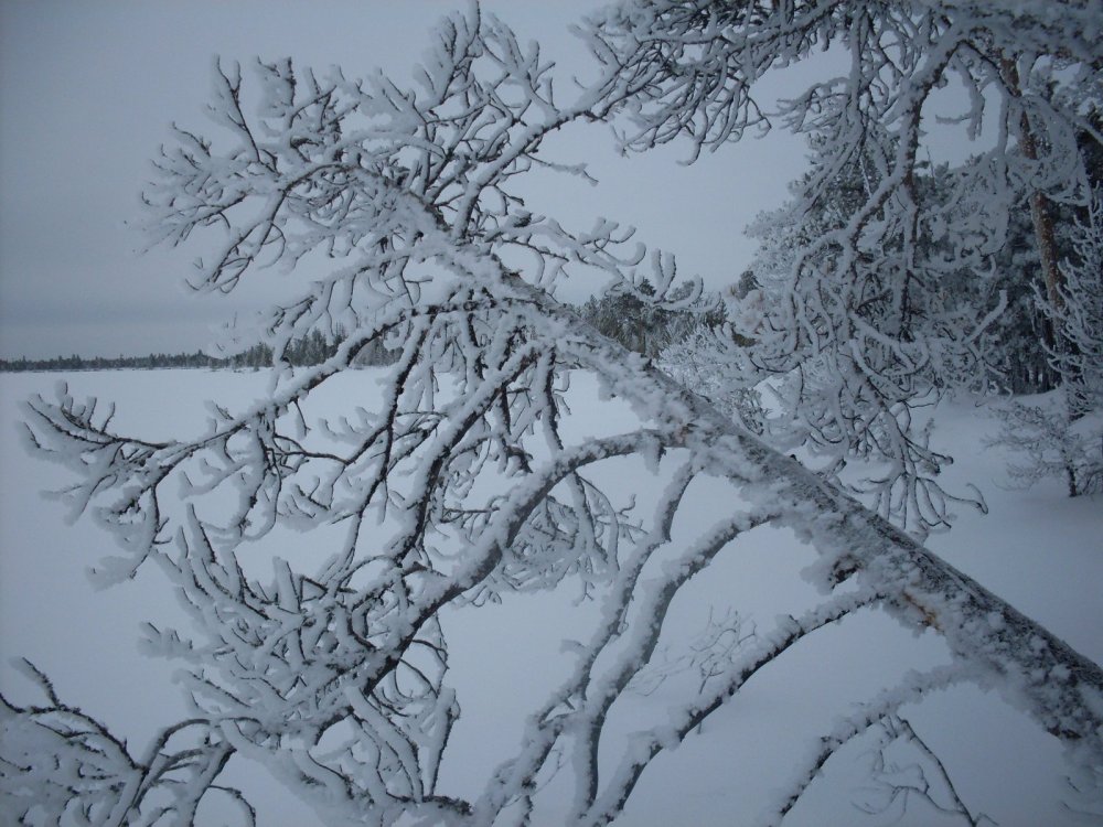 лесной орнамент