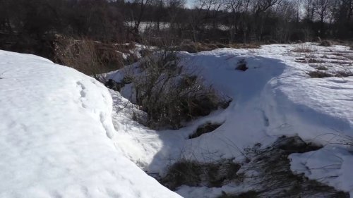 Дратхаар красивая работа   со стойкой 2017