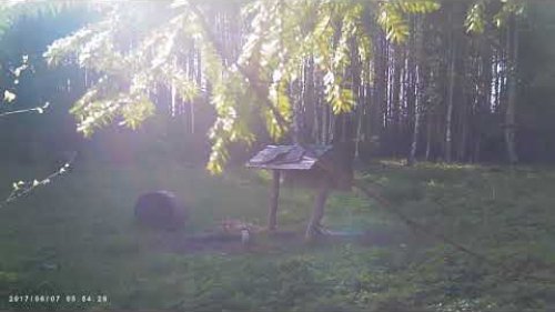 Медведь