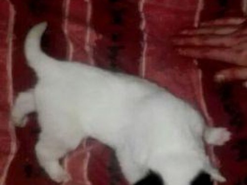 Иногда "Аборигенами" не рождаются, а становятся....