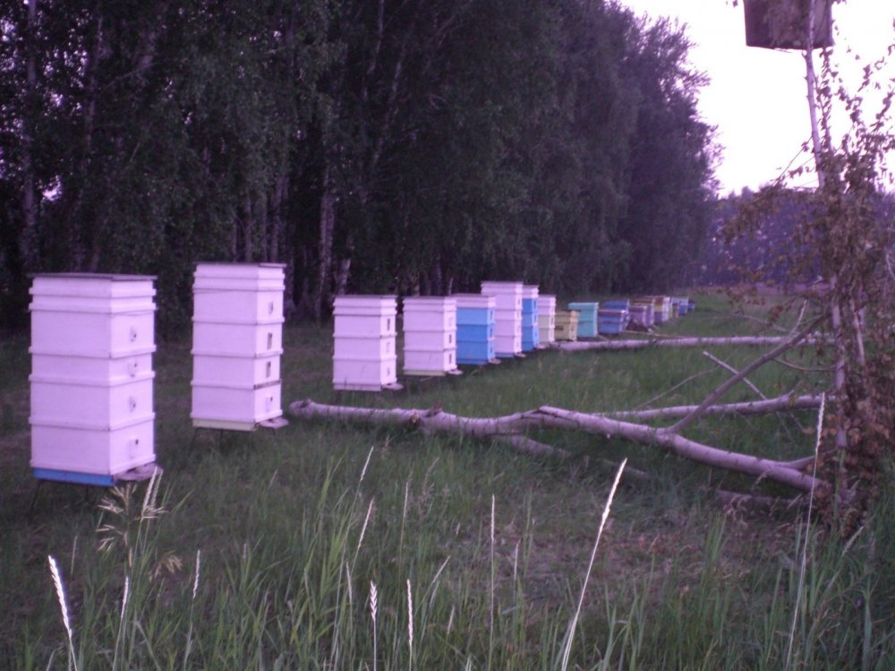 красота