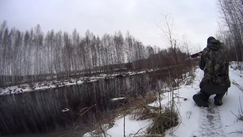 Охота на зайца. Следы пребывания бобров и удалось заснять бобра.
