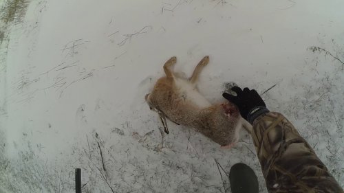 Крым. Первый снег 14.01.2018! Два зайца!