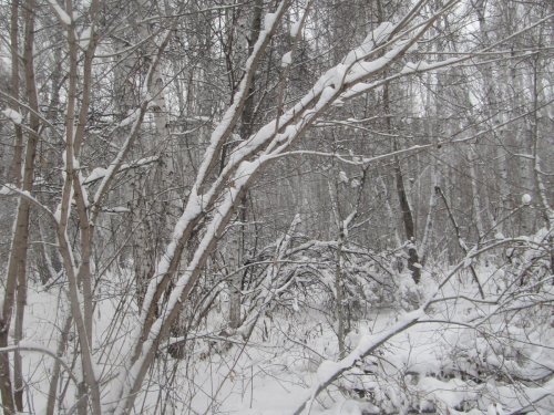 Зимний лес.