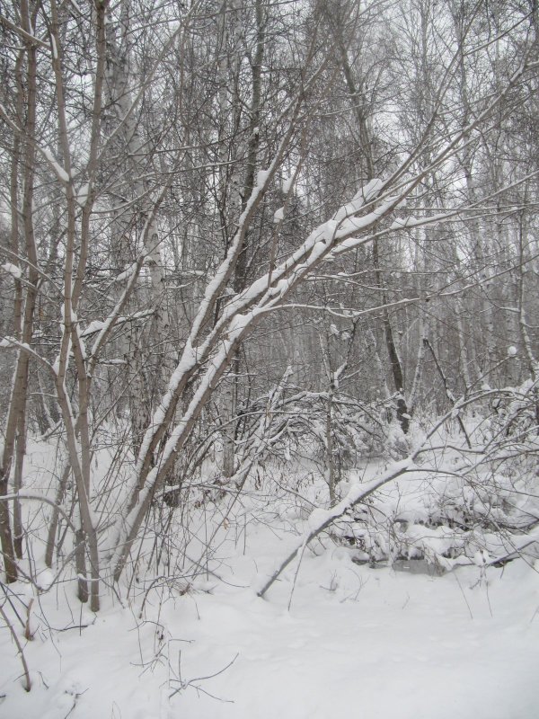 Зимний лес.