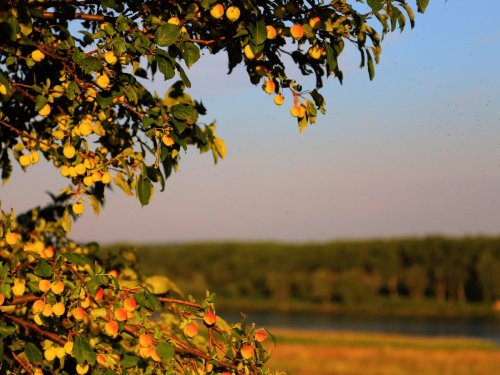 Белгородская область, дикая яблоня