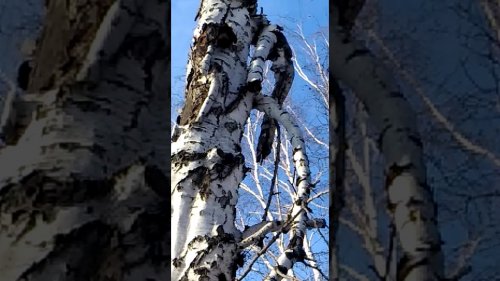 Добыли куницу .