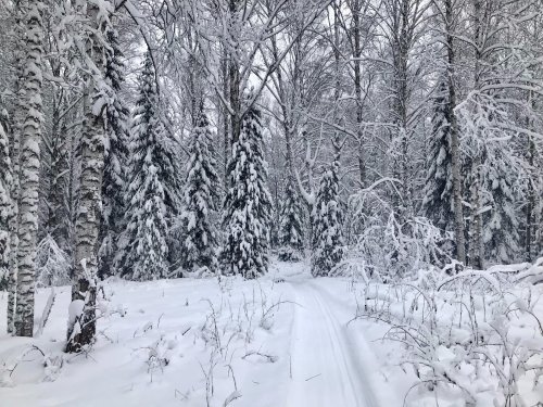 Новогодний лес