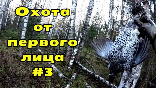 Подкрадываюсь к стае рябчиков. Стреляю, выбегаю! Два штуки есть!