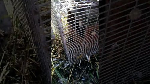 Взбодрить собачек по куничке
