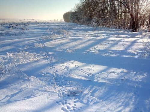 Многоследица