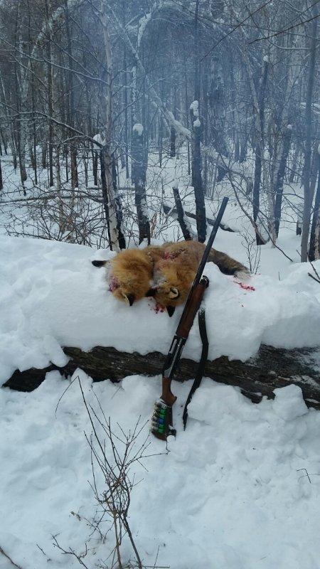 Лисички,сестрички !