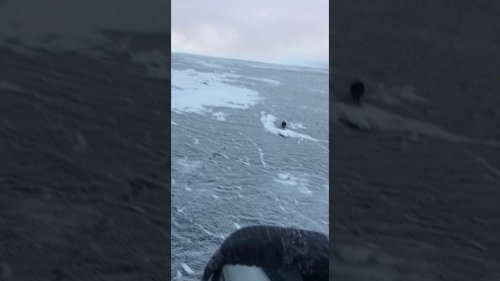 Атака страшного зверя))