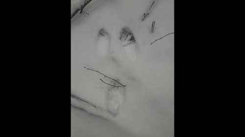 Охота на зайца. 6 января 2018. Он нас перехитрил.