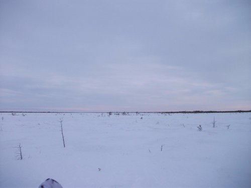 заповедник Васюганский!