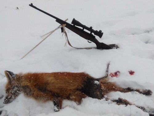 Вот такое чудо удалось добыть