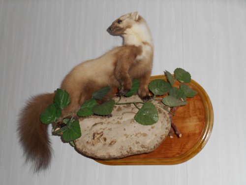 Лесная куница