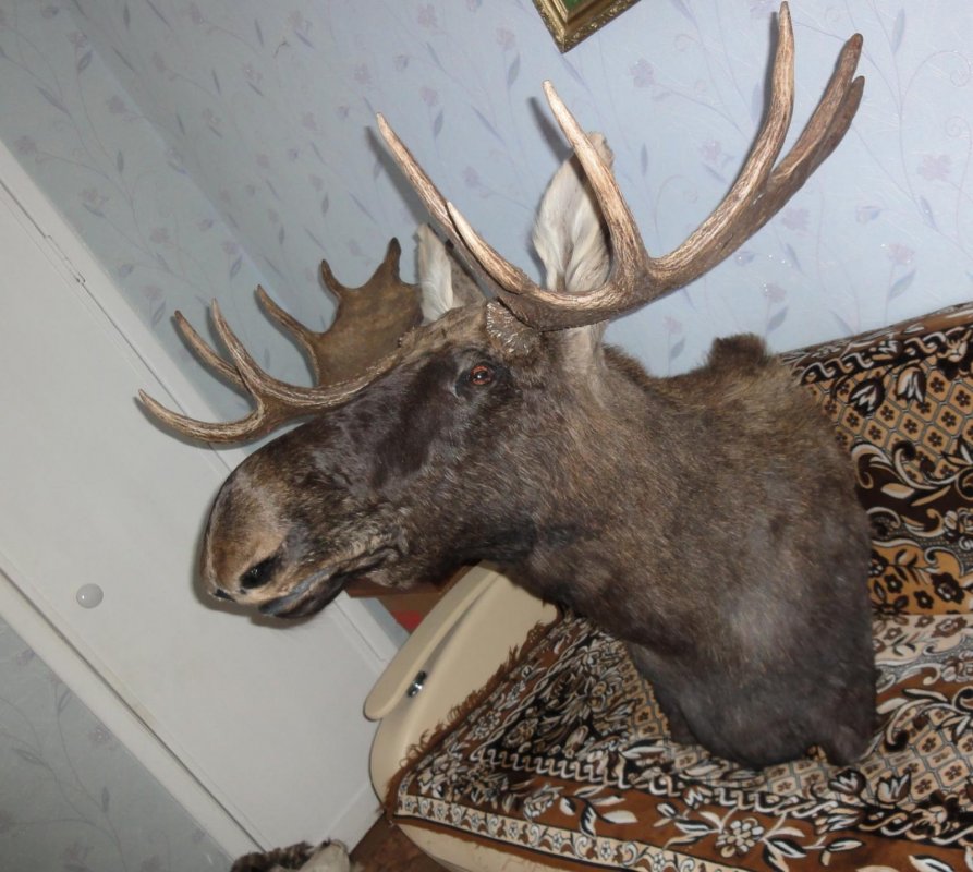 Лось