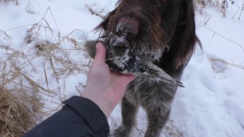 Дратхаар,уроки подачи и многое другое видео на моем канале