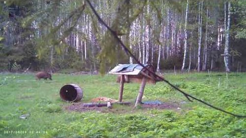 Кабаны