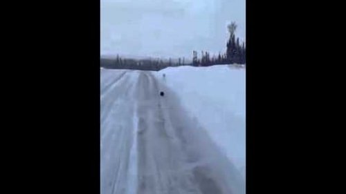 Охота соболя на зайца