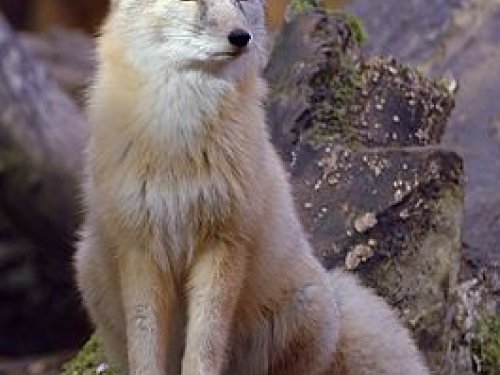 Корсак – родственница песца