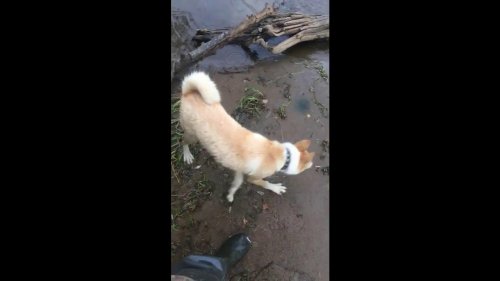 Собаки грязи не бояться, или о том как радоваться жизни!